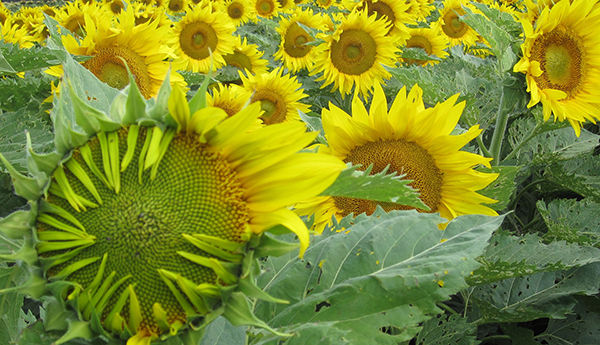 Field of blooming sunflowers with bright yellow petals and green leaves, showing many flower heads facing the same direction.