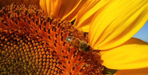 Close-up of a honeybee collecting pollen from the florets at the center of a bright yellow sunflower.