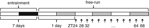 Experimental timeline showing entrainment period, transition to free-run, and sampling points marked along circadian cycles.