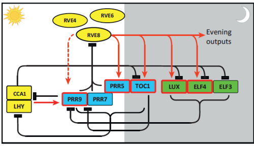 Simplified circadian clock model diagram with color-coded gene components, sun and moon icons, and evening output pathways.