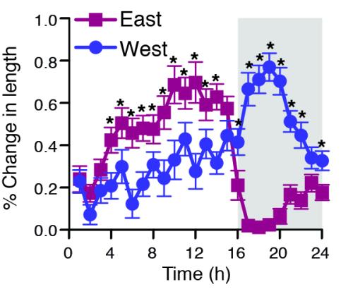 Line graph showing percent change in length over 24 hours, comparing east and west sunflower stem growth rates.