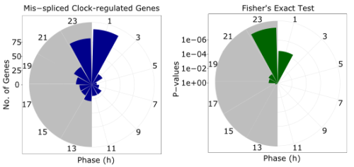 Two circular bar plots showing mis-spliced circadian genes and statistical significance across different phases of the day.