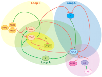 Color-coded diagram of circadian feedback loops (A, B, C, D) connecting CCA1, LHY, TOC1, PRRs, ZTL, GI, and CHE1.