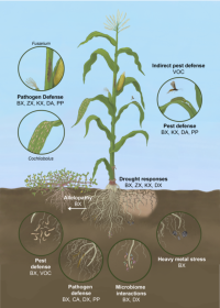 Diagram of maize