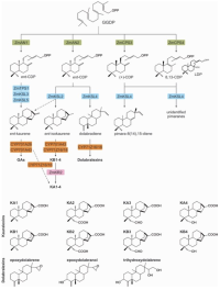 Diagram of molecules