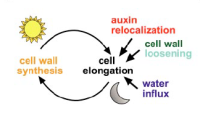 Diagram showing cycle of cell wall synthesis, auxin relocation, loosening, water influx, and cell elongation.