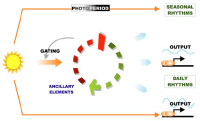 Schematic of photoperiod influence on circadian rhythms, showing daily and seasonal outputs linked to light cycles.