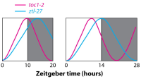 Line graphs comparing toc1-2 and ztl-27 circadian rhythms across different Zeitgeber times with shaded night phases.