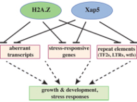 Diagram linking H2A.Z and Xap5 to aberrant transcripts, stress-responsive genes, repeats, and growth/stress responses.