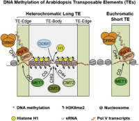 Schematic of DNA methylation pathways in Arabidopsis transposable elements with proteins, histone marks, and nucleosomes.