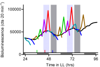 Line graph of bioluminescence over 96 hours in constant light showing rhythmic oscillations across colored data traces.