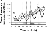 Bioluminescence traces of Arabidopsis seedlings under constant light conditions showing circadian oscillations over 108 hours.