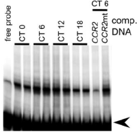 EMSA assay