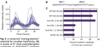 identification of evening element in promoter sequences