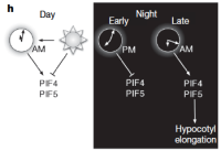 external coincidence model for PIF regulation