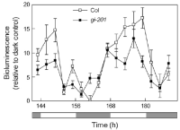 Expression trace in gi mutants with TOC1, ZTL.