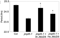 Bar chart showing circadian period length in Col, jmjd5-1 mutants, and rescue with At JMJD5 or Hs JMJD5.