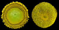 Side-by-side sunflower heads showing contrasting spiral patterns of florets with different developmental arrangements.