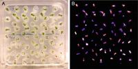 plants as seen in white light or by luciferase activity
