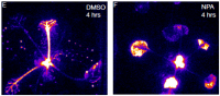Two false-color images of seedlings after 4 hours, comparing DMSO control and NPA treatment showing altered fluorescence.