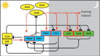Diagram of circadian clock gene network showing CCA1, LHY, RVE factors, PRRs, TOC1, LUX, ELF genes, and evening outputs.