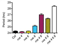 Bar graph showing circadian period lengths for Col and rve mutants, with double and triple mutants having longer periods.