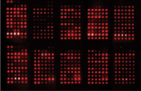 Red fluorescent protein array showing grid of illuminated spots with varying signal intensities across the matrix.