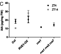 Bar graph showing IAA levels in Col, RVE1 overexpressor, rve1, and rve1 rve2 rve7 mutants at ZT4 and ZT14.