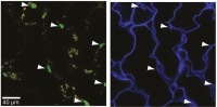 Fluorescent micrographs of leaf epidermal cells with arrowheads pointing to nuclei or organelles stained in green and blue.