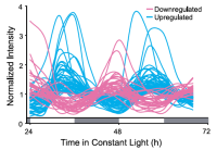 Line graph of normalized intensity over time in constant light, showing rhythmic upregulated and downregulated gene sets.