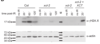 Western blot showing H2A.X and actin in Col, xct-2, and rescue lines at different times post-irradiation.
