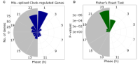 Two polar plots showing mis-spliced clock-regulated genes by phase distribution and Fisher’s exact test significance.