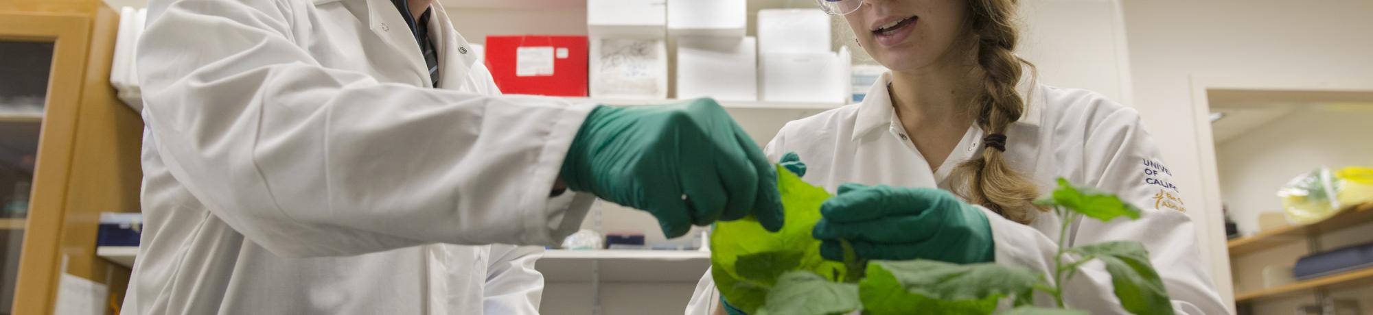 Two researchers in lab coats and gloves examine a leafy green plant in a laboratory, discussing its condition or experiment details under fluorescent lighting.
